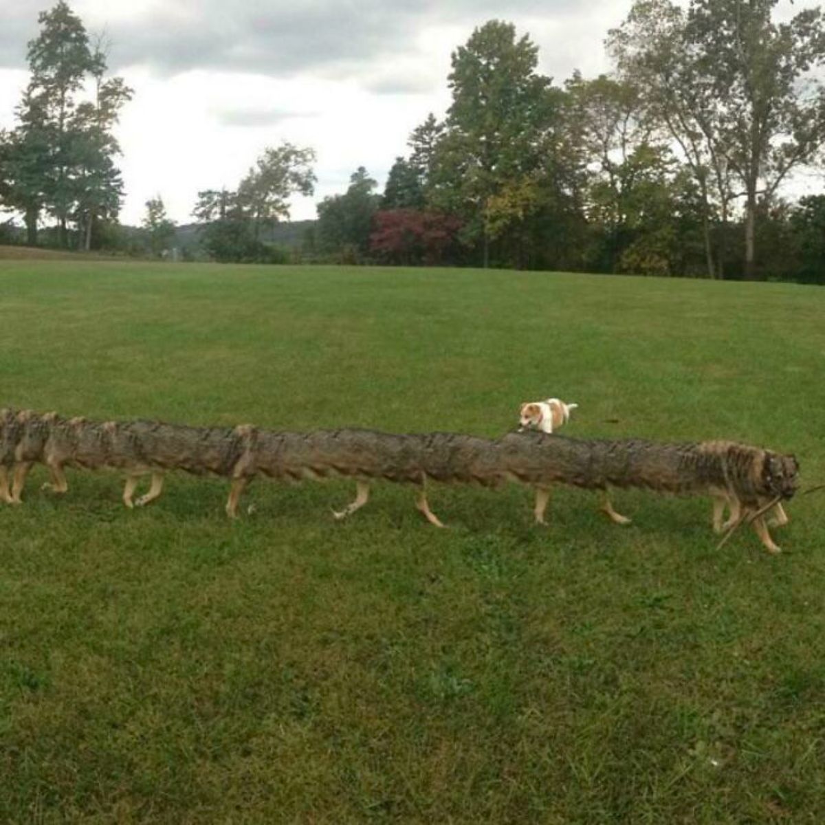 panoramic fail of brown dog with a very long body and many legs with a brown and white dog behind it