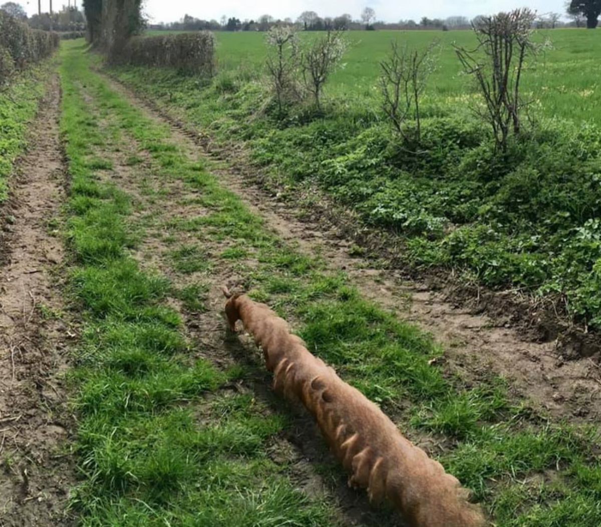 panoramic fail of brown dog with a very long body on grass