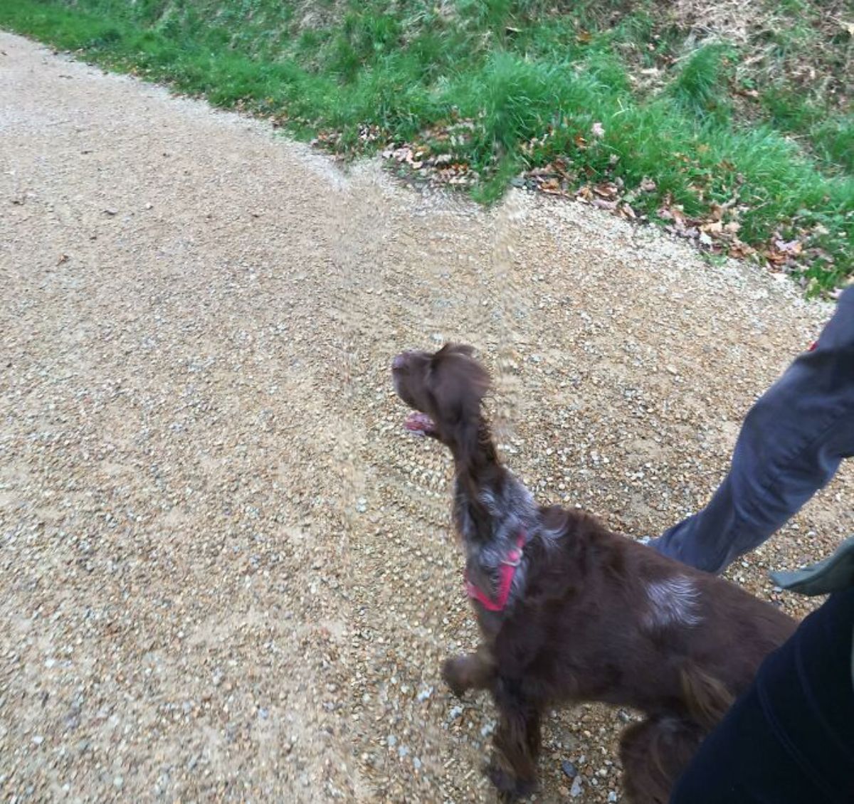 panoramic fail of brown dog with a very thin neck and tiny head