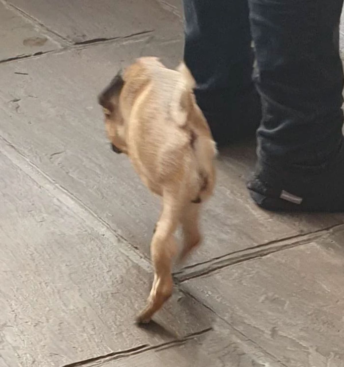panoramic fail of brown dog with only 2 legs and a small body and no tail