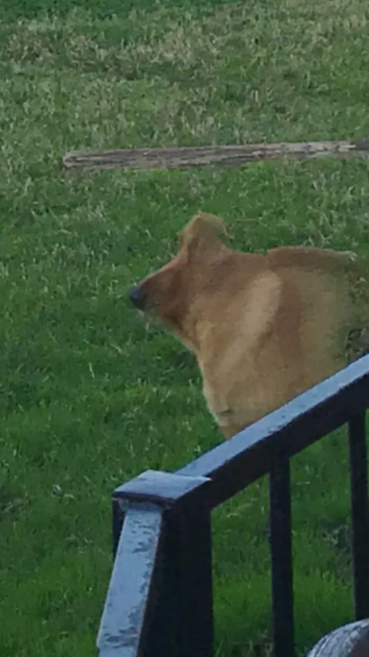 panoramic fail of brown dog with the top of the head missing except for the nose