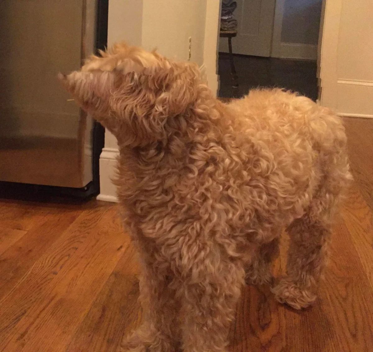 panoramic fail of brown poodle with a small face that is too small for the dog