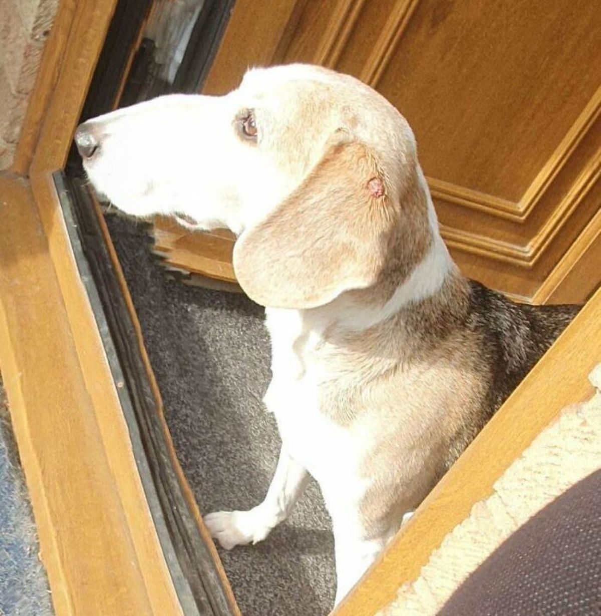 panoramic fail of brown white and black dog standing at a doorway with a swollen snout