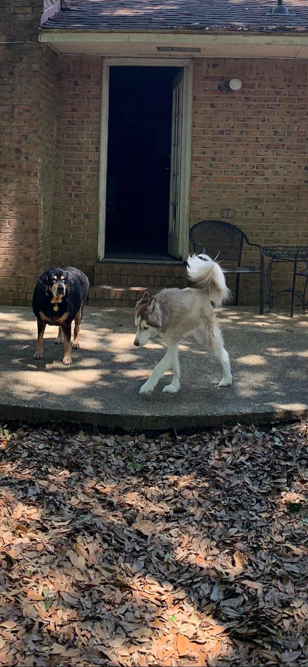 panoramic fail of chonky black and brown dog next to a black and white husky with a small square body and only 3 legs