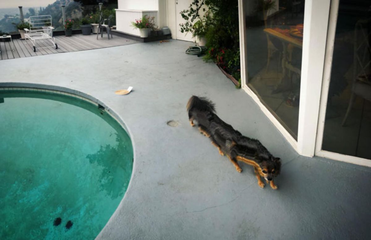 panoramic fail of fluffy black and white dog at a swimming pool with a very long body and lots of legs