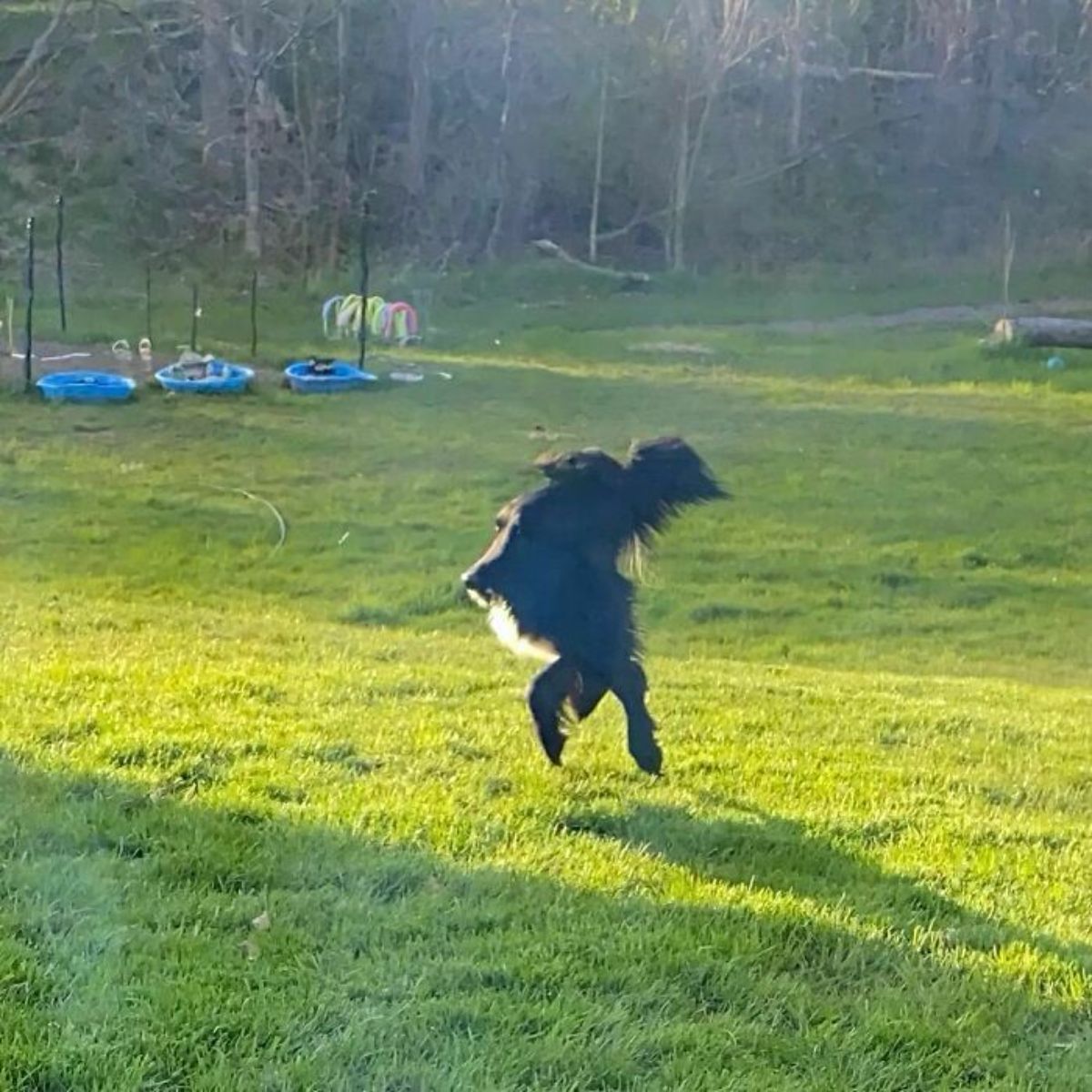 panoramic fail of fluffy black dog with only 2 legs and a short body with a normal-sized face and fluffy tail