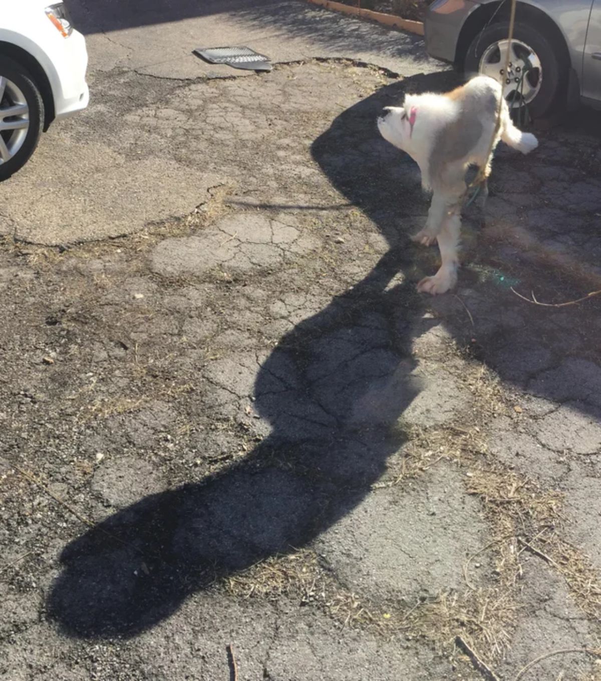 panoramic fail of fluffy brown and white dog with a short body and 1 short leg