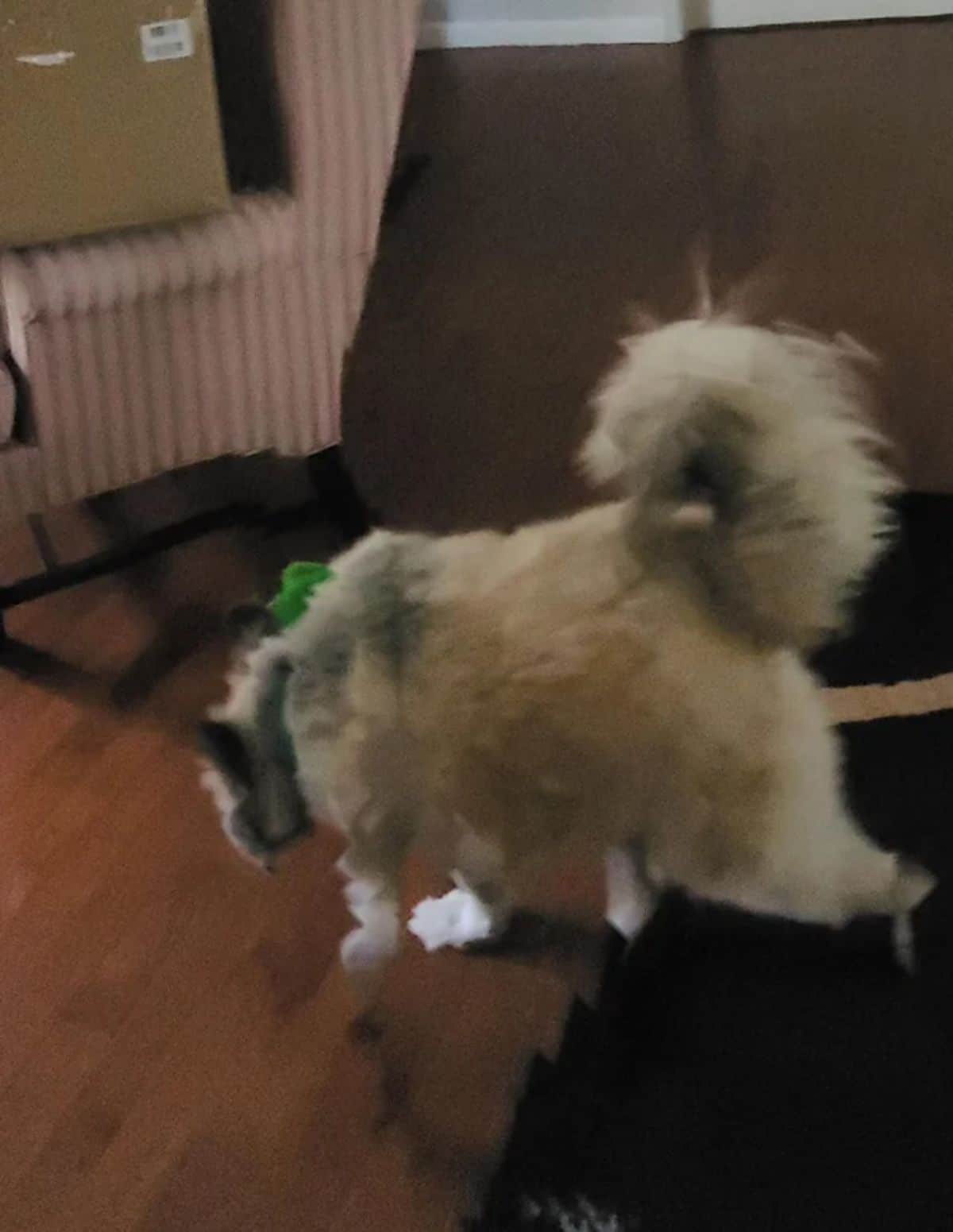 panoramic fail of fluffy white brown and black dog with a small head