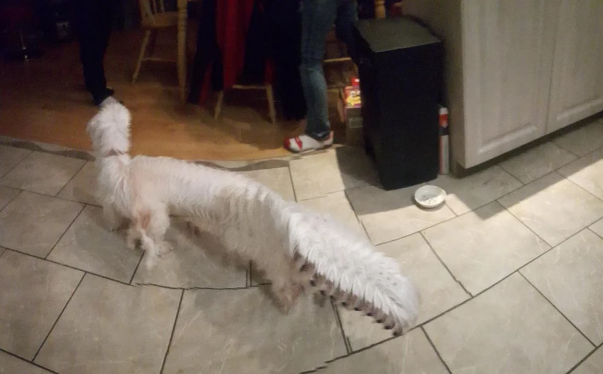 panoramic fail of fluffy white dog with a long body and many heads