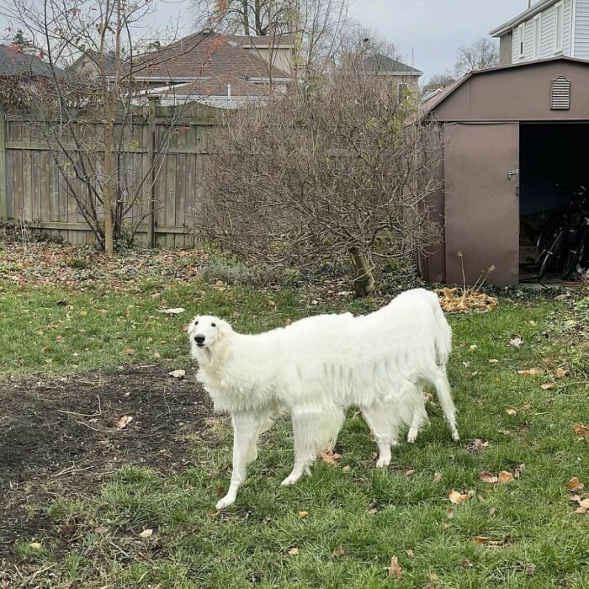 panoramic fail of fluffy white dog with a long body and extra legs