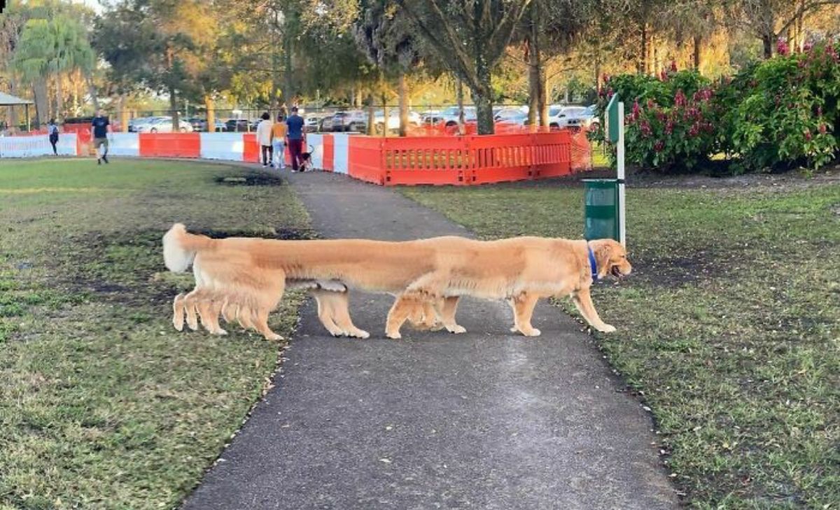 panoramic fail of golden retriever crossing a path with a very long body and many legs