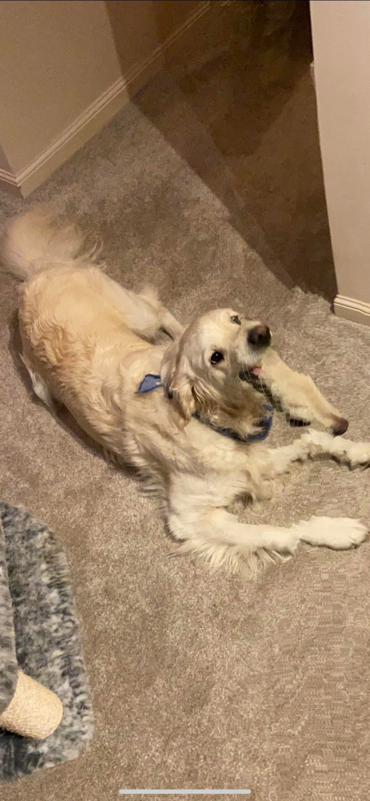 panoramic fail of golden retriever laying on the floor with many noses coming out of its mouth