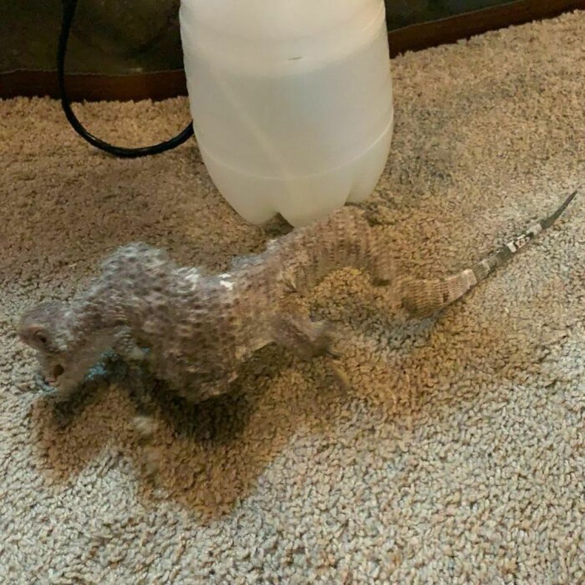 panoramic fail of grey and brown dog on brown carpet making the dog look like a lizard