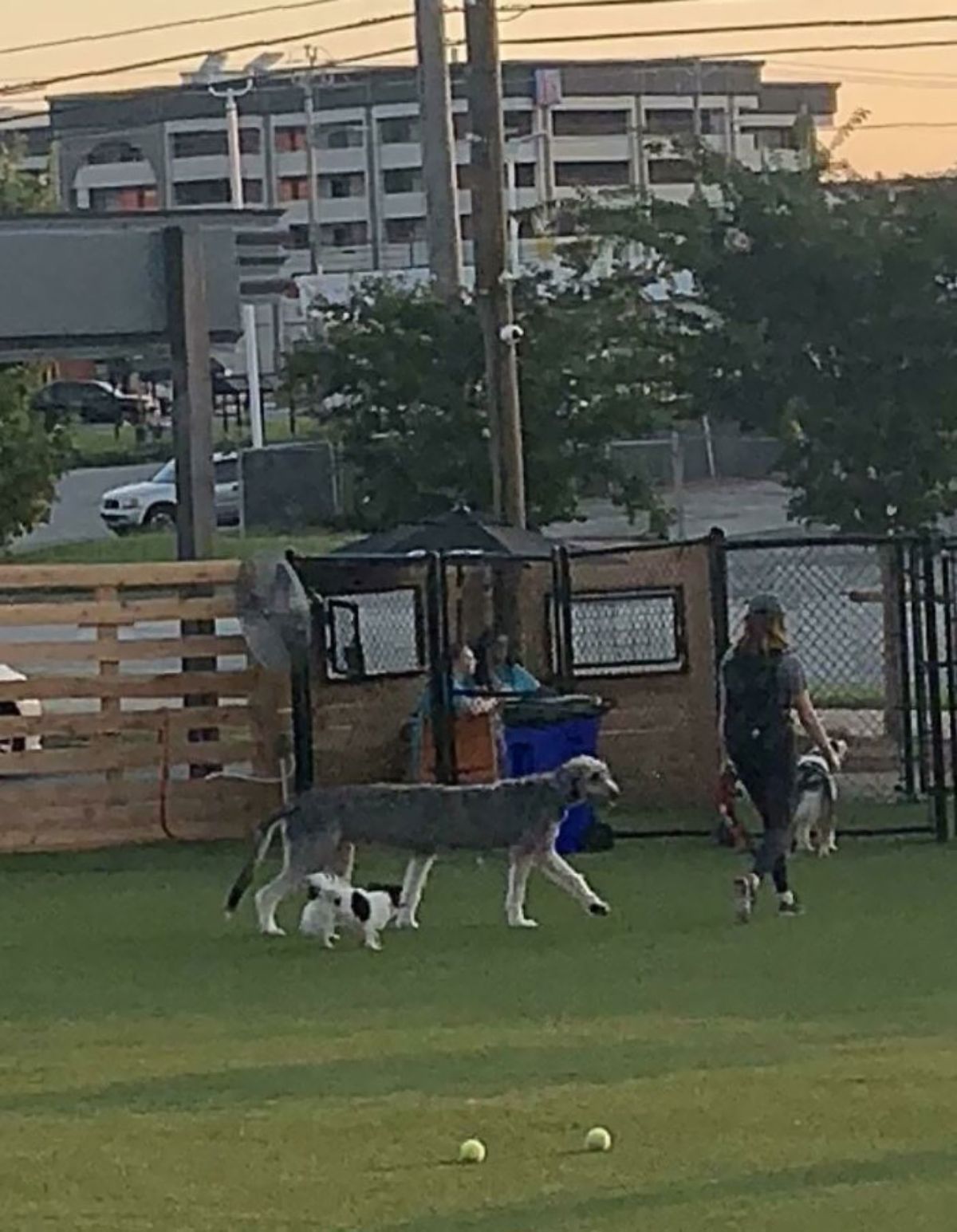 panoramic fail of irish wolfhound at a dog park with other dogs and the irish wolfhound has a very long body