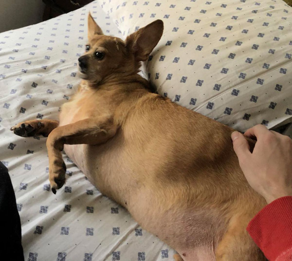 panoramic fail of small brown dog laying on a white bed and the face and ears are swollen