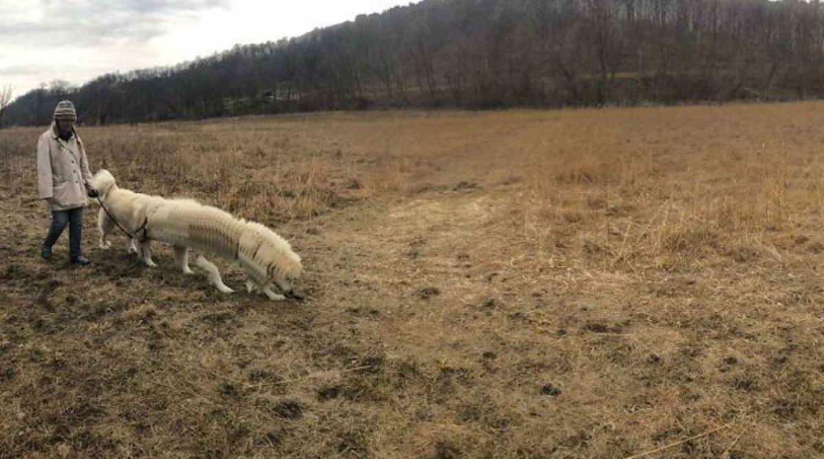 panoramic fail of white dog being walked by someone and the dog has a long body with many legs