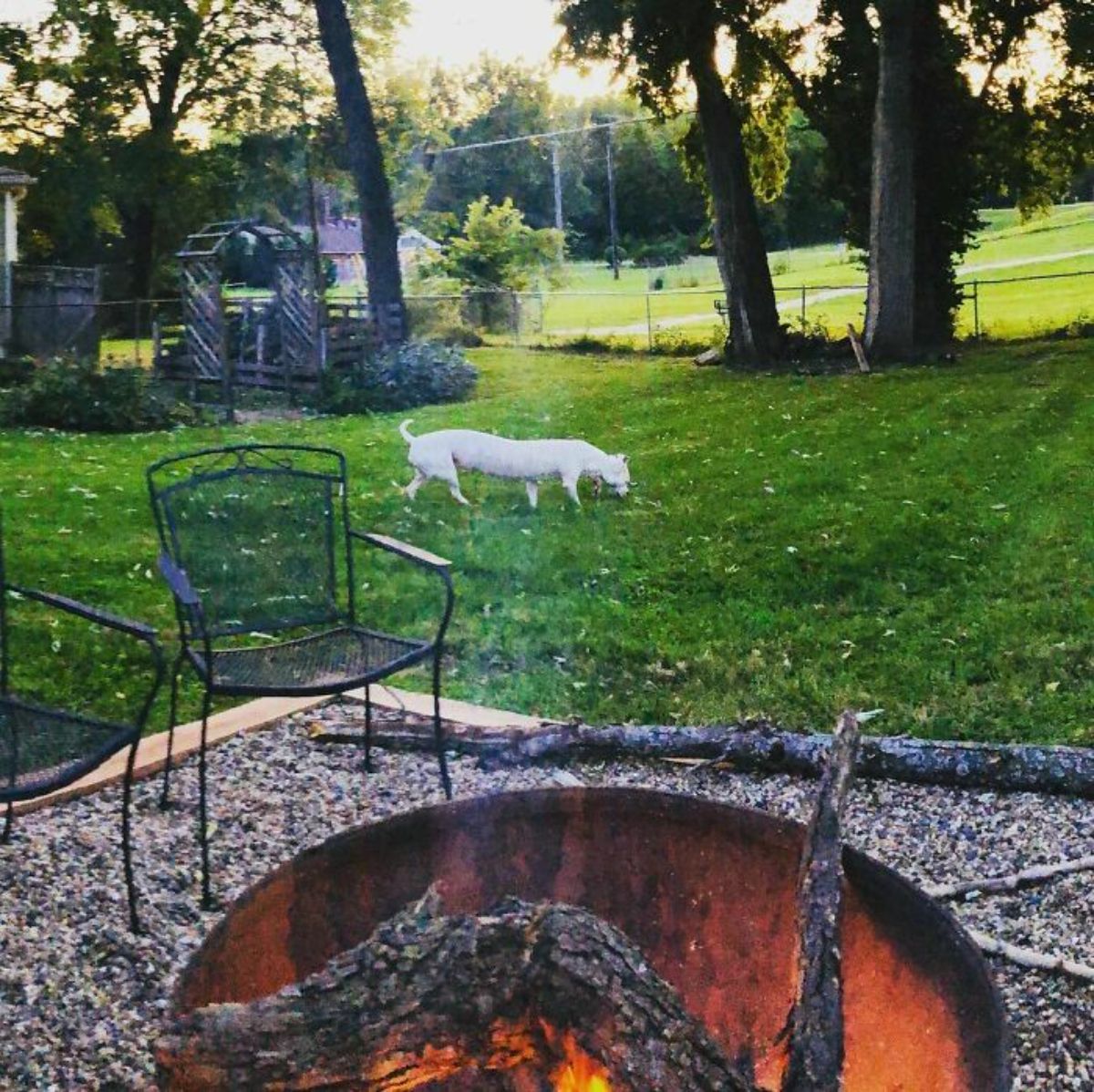 panoramic fail of white dog in a garden with a long body