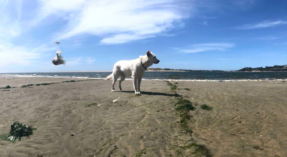 panoramic fail of white dog standing on the beach with the dog's face stuck in the sky