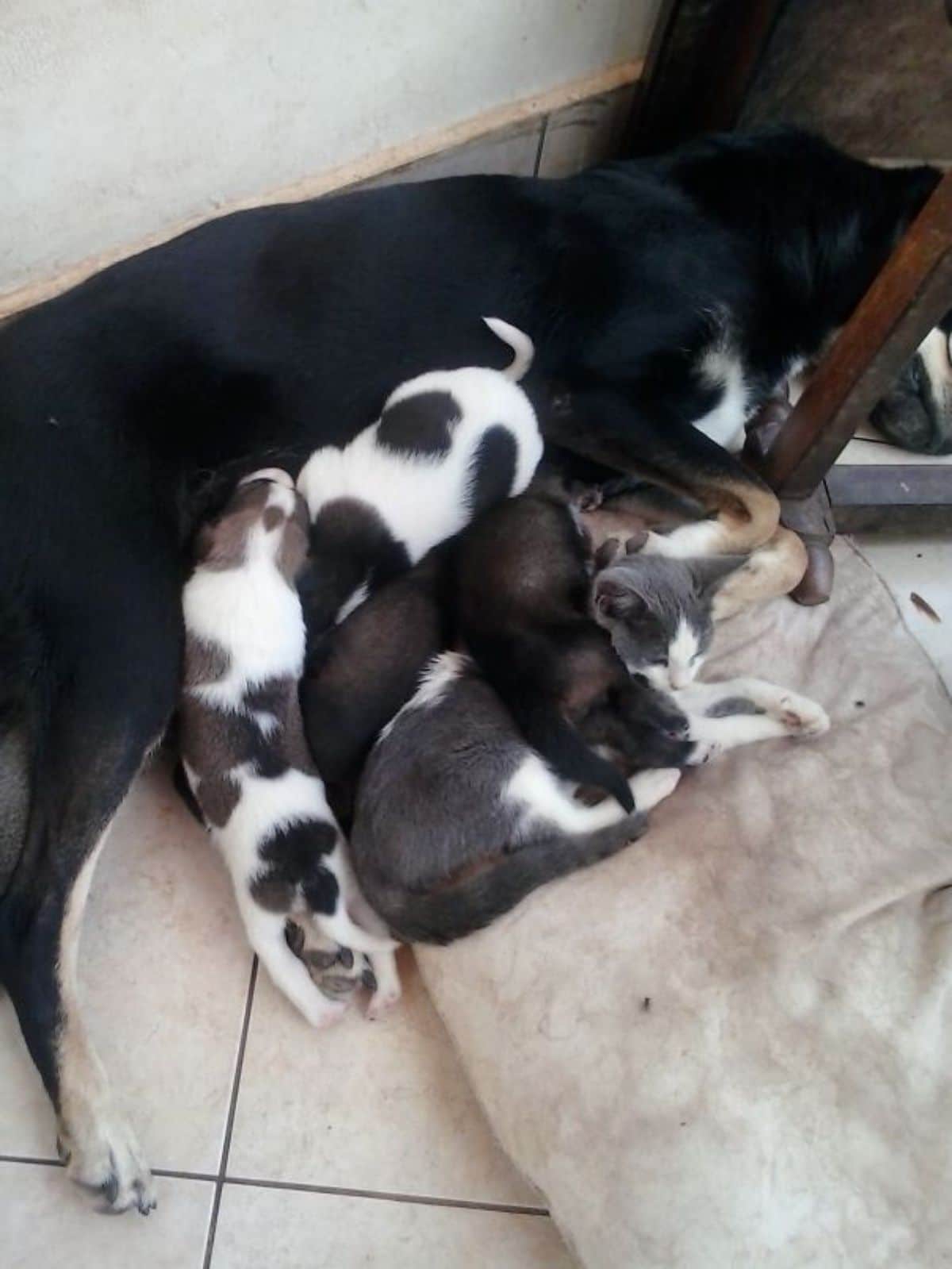 puppies nursing from a black and white dog with a grey and white cat laying under a black puppy