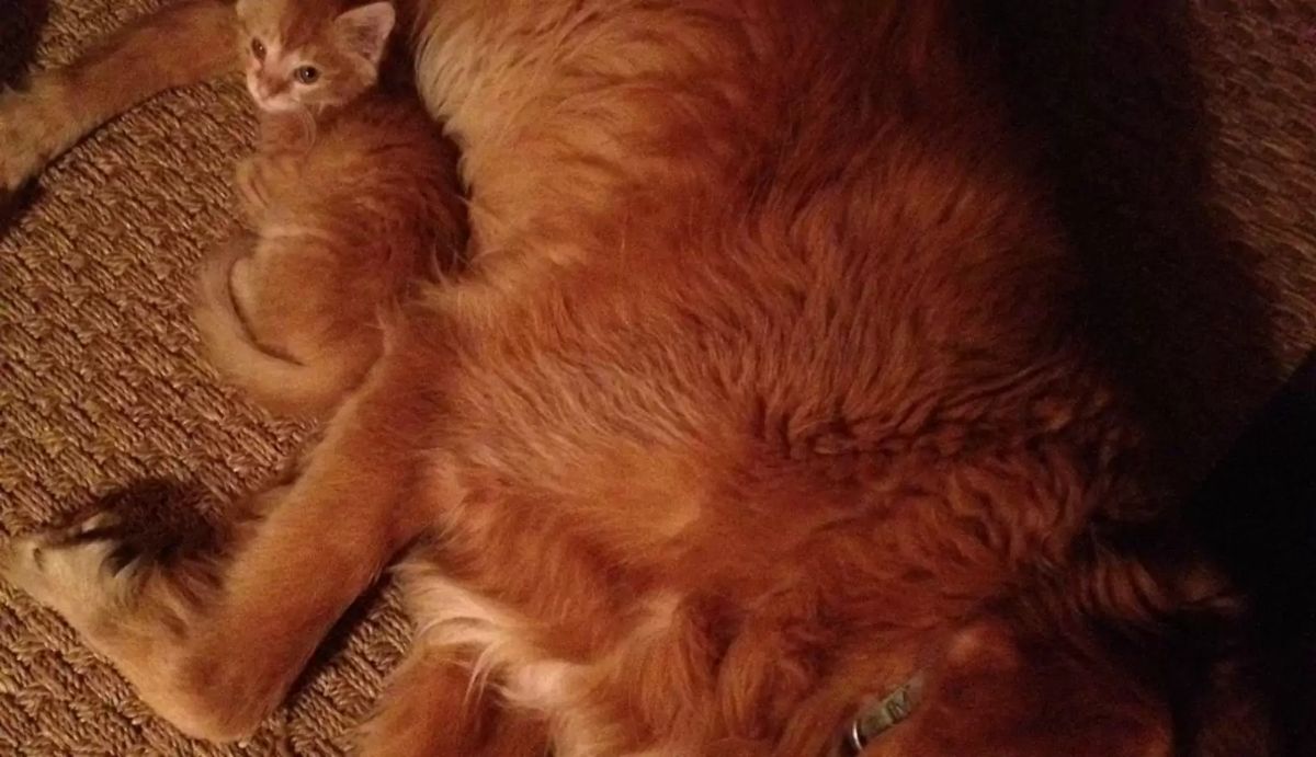 reddish brown dog laying sideways with an orage kitten laying against the dog's stomach