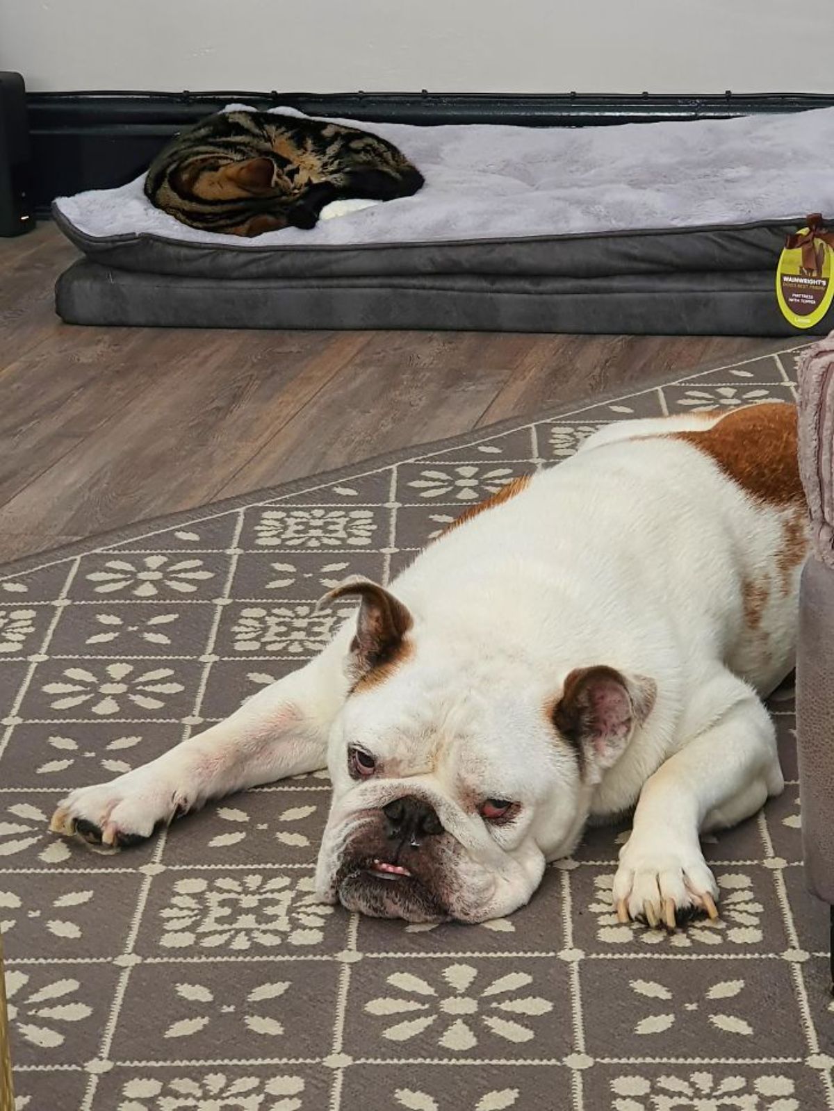 sad brown and white english bulldog laying on a brown and white carpet while a black brown and whitecat sleeping on a grey dog bed