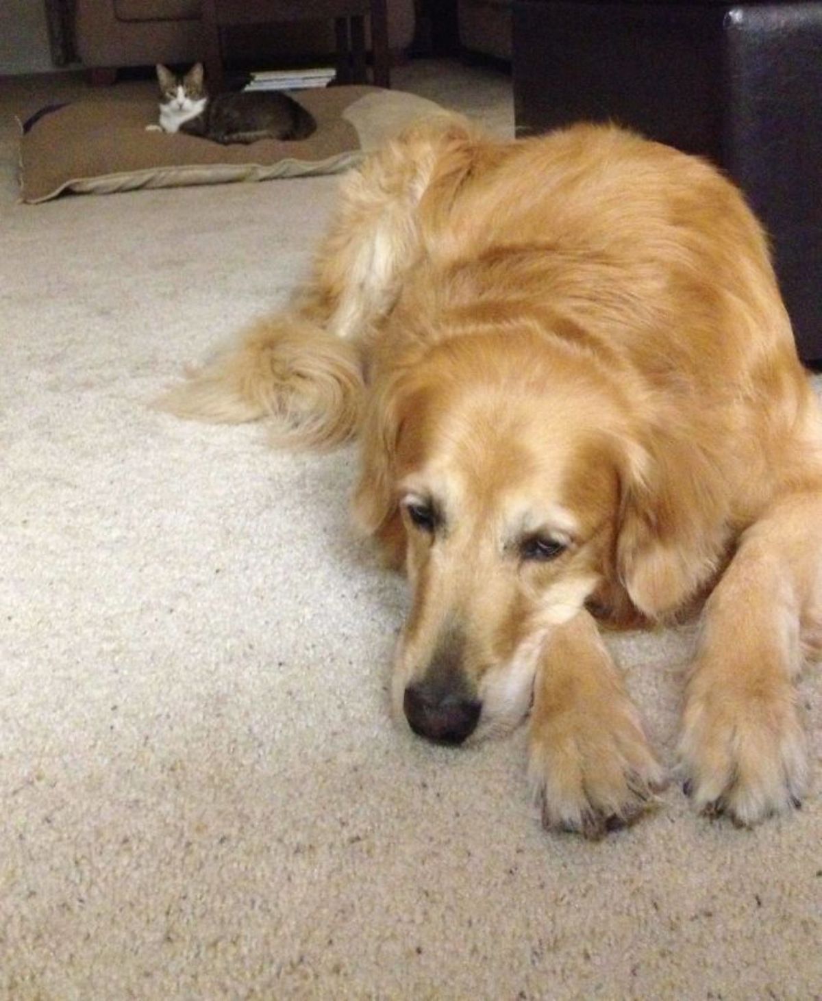 sad golden retriever laying on white carpet with a grey and white tabby cat laying on a brown and grey dog bed