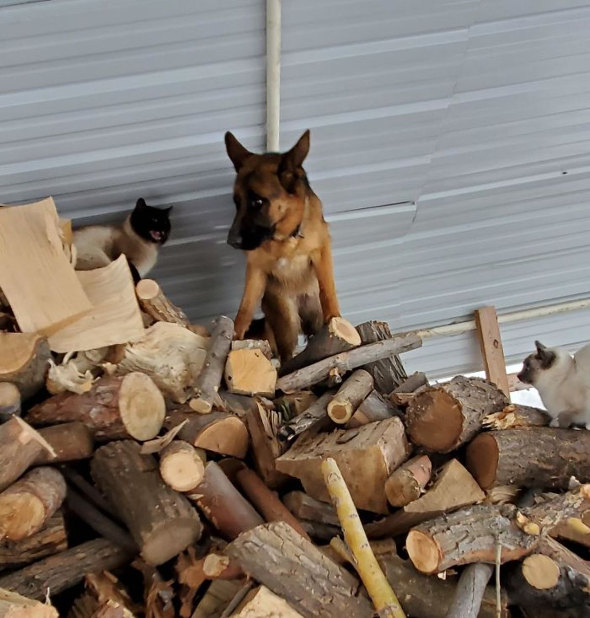 scared brown dog sitting atop a pile of wood with 2 siamese cats on either side with one of them hissing