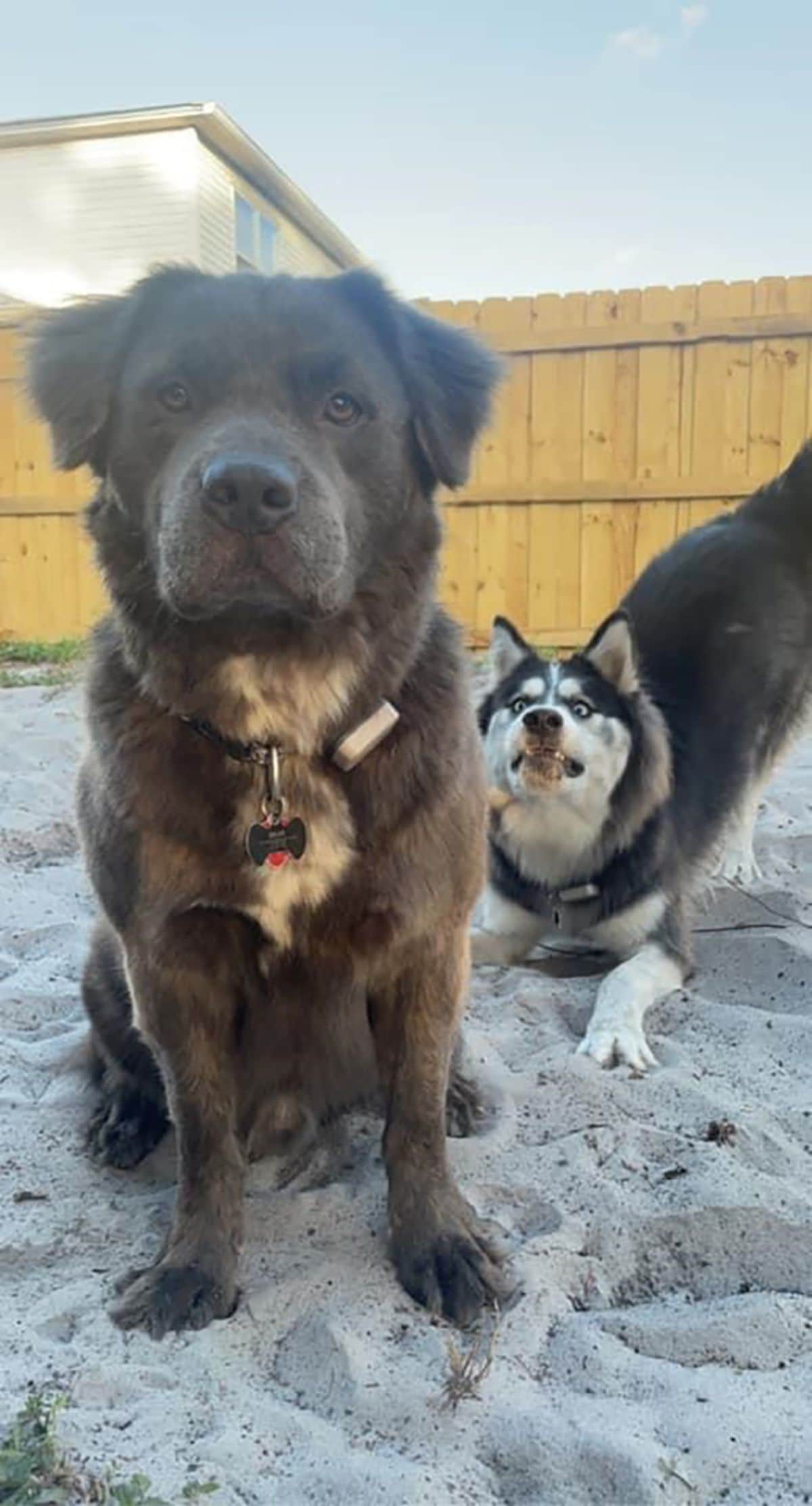 serious looking fluffy black and white dog sitting with a goofy looking black and white husky behind it