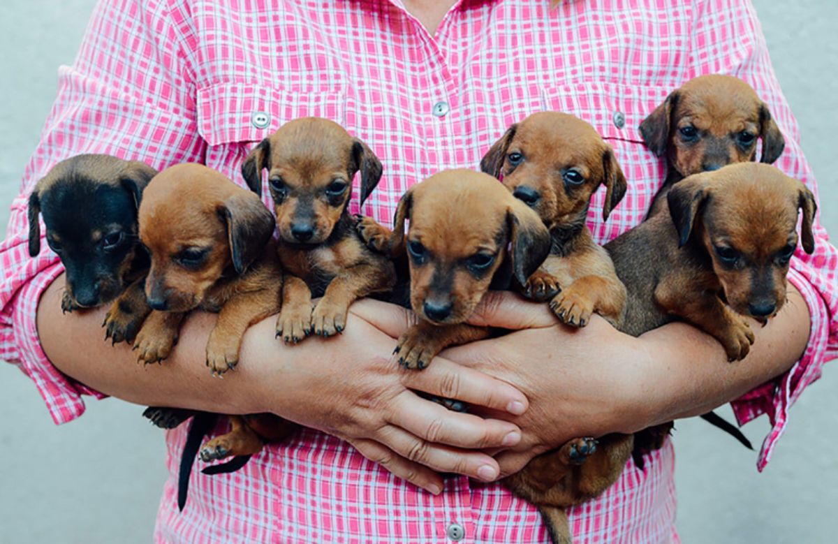 seven brown and black puppies being held by someone's arms