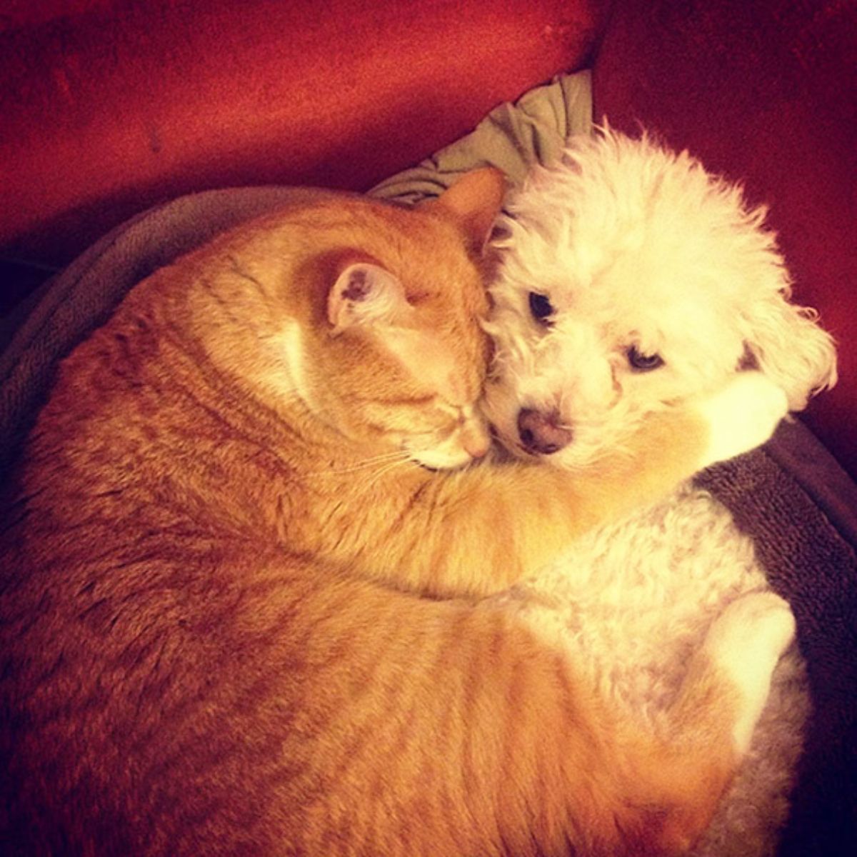 sleeping orange cat cuddling a curly white puppy