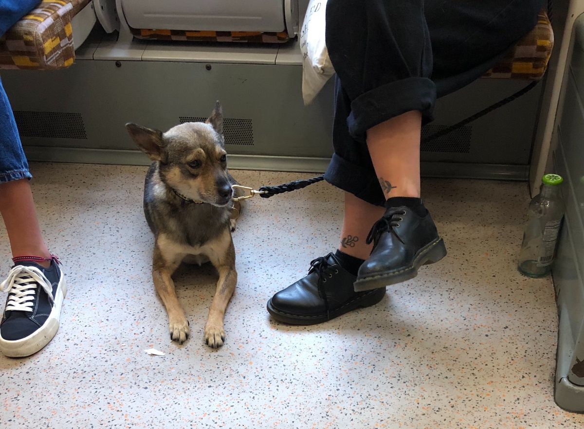 small black and brown dog on a leash laying on a train floor between people