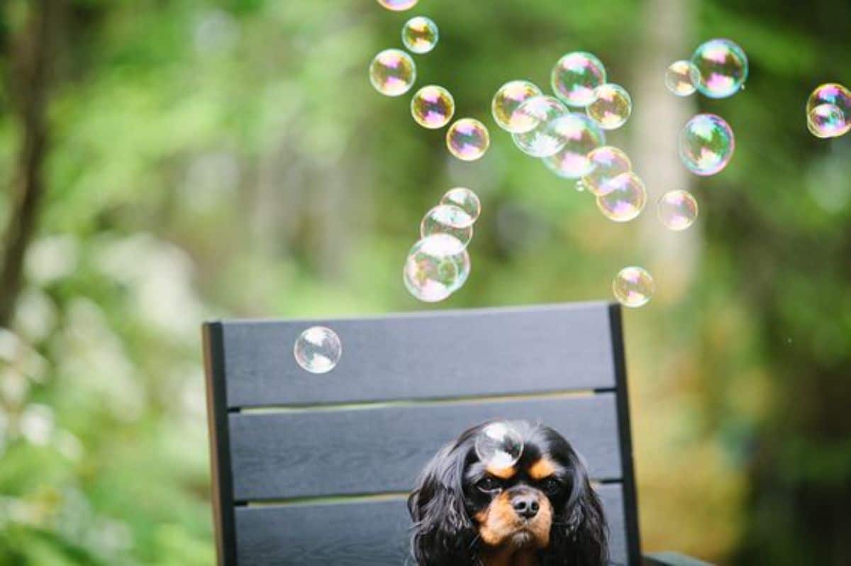 small black and brown dog sitting on a black chair with bubbles over its head