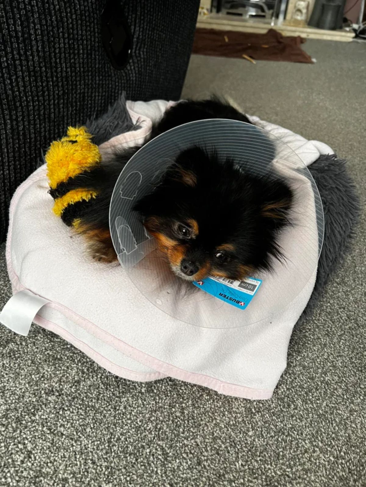 small black and brown fluffy dog in an elizabethan cone laying on a white towel