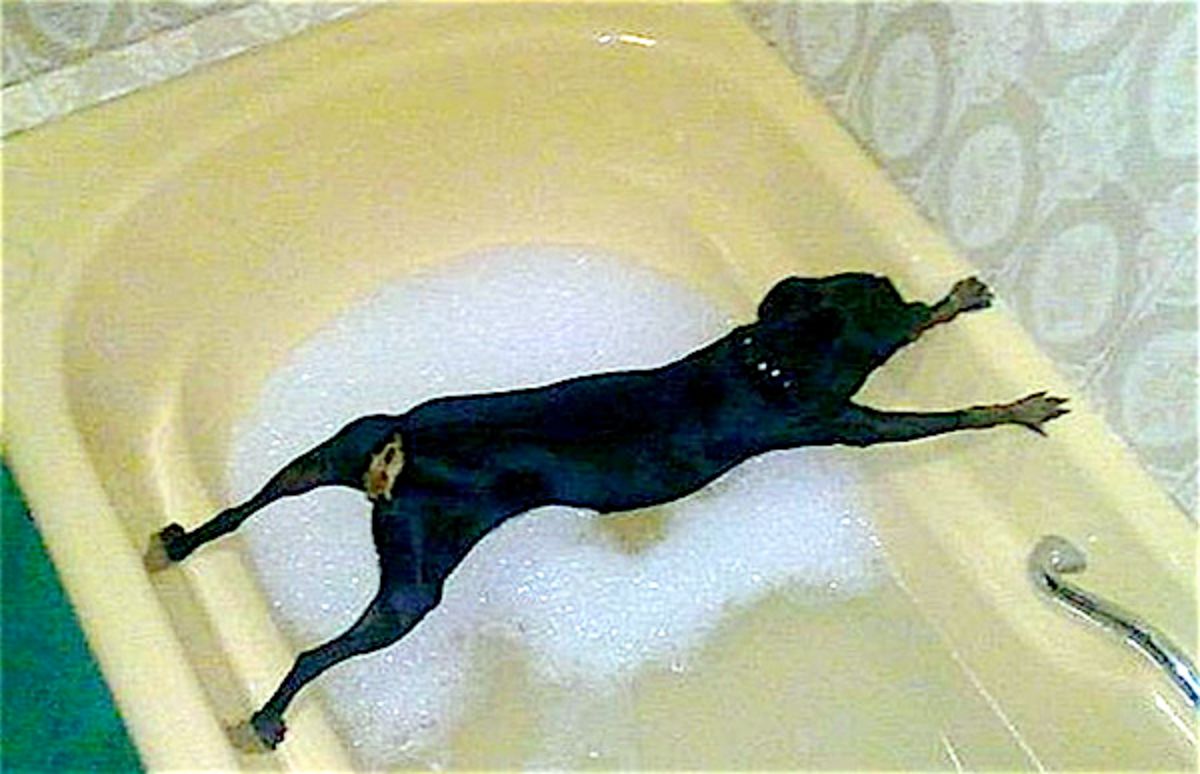 small black dog with the front and back paws placed on either side of the bathtub filled with water and suds