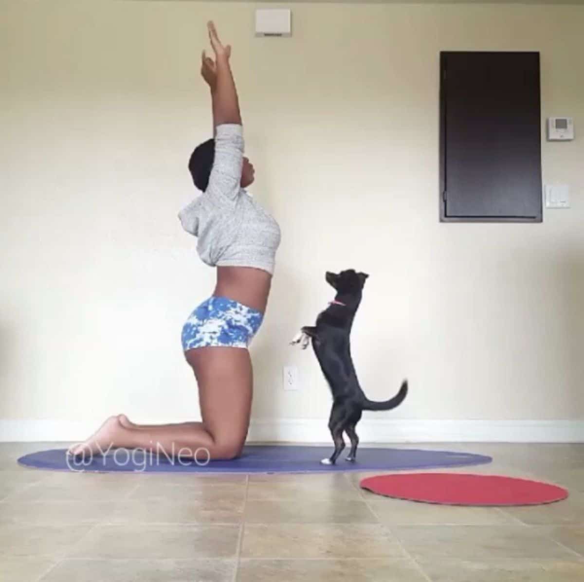 small black dog with white paws standing on hind legs in front of a woman stretching her arms upwards