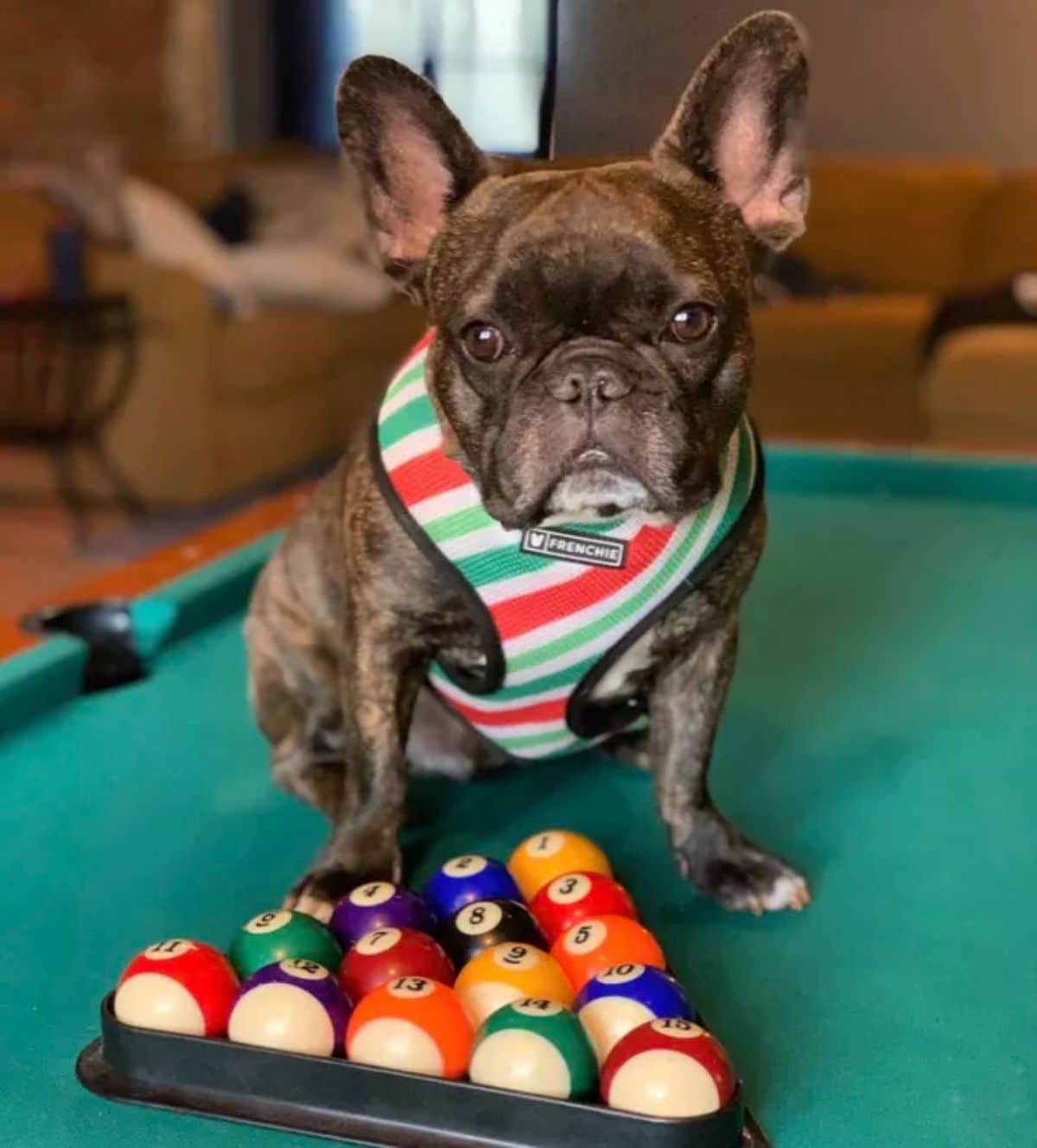 small brown and black brindle dog sitting on a green pool table