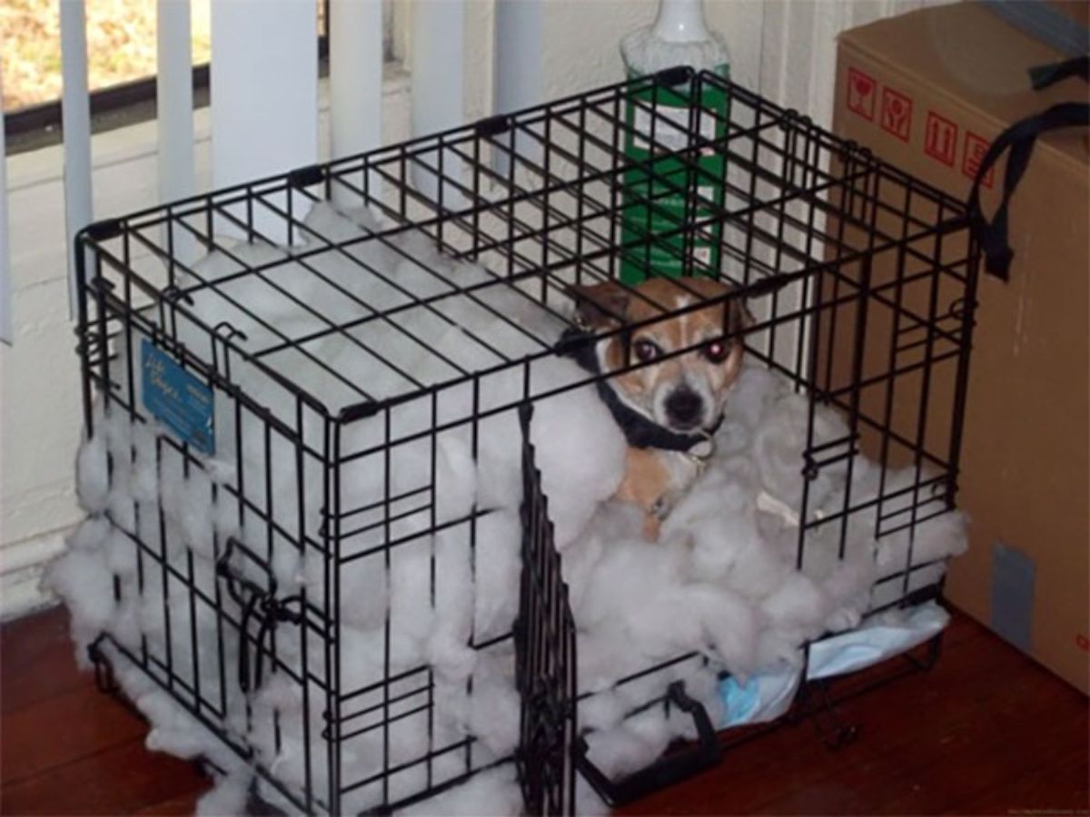 small brown and white dog laying inside a black metal crate with lots of white stuffing