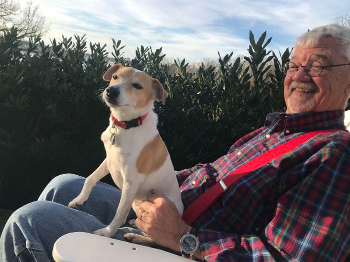 small brown and white dog sitting on a smiling old man's lap