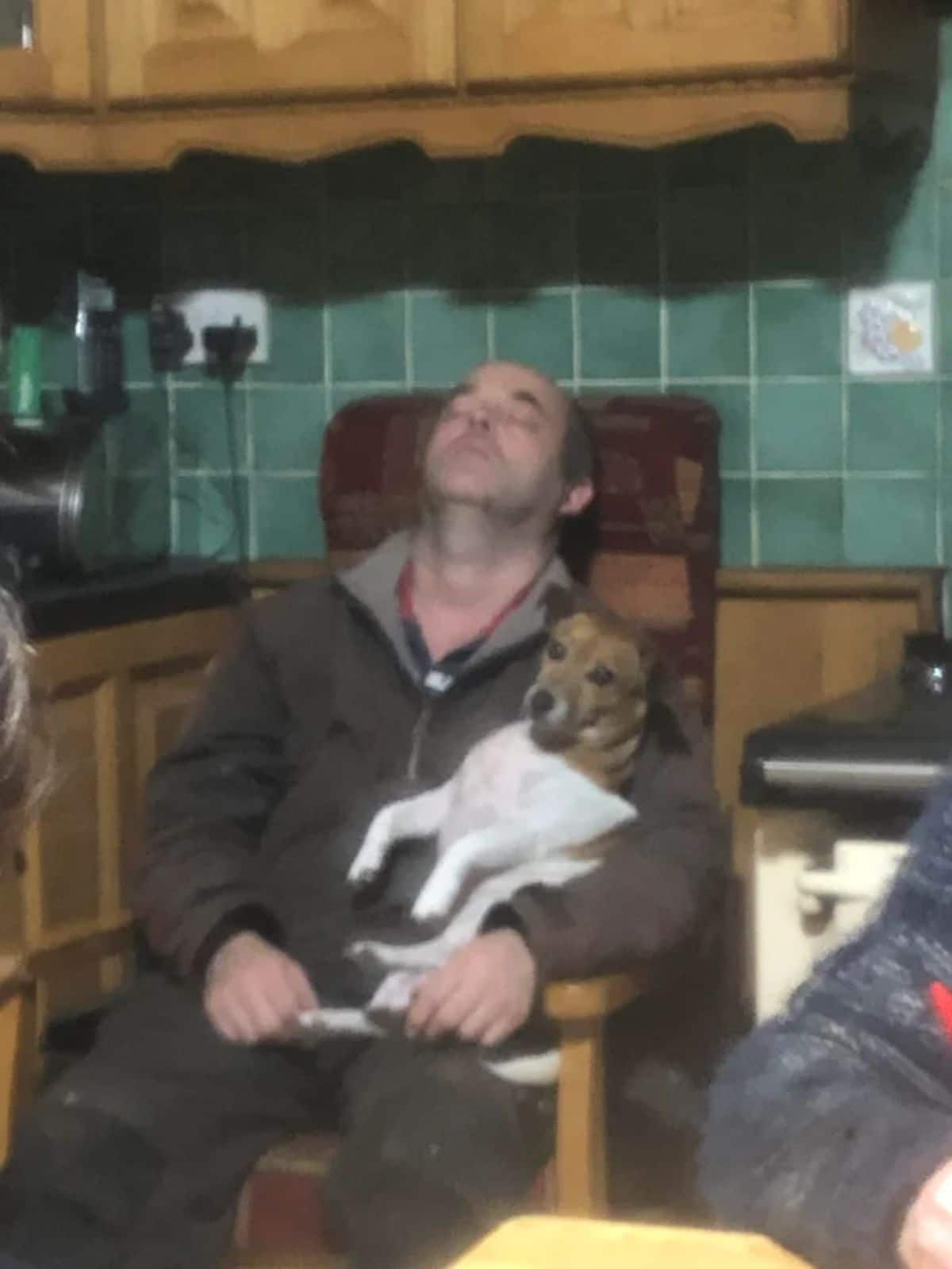 small brown and white dog sitting up on a man sleeping on a brown chair