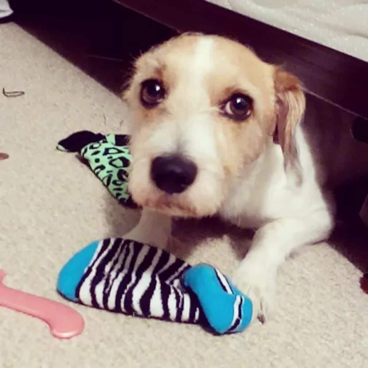 small brown and white dog with a blue white and black sock and a green and black sock on the floor