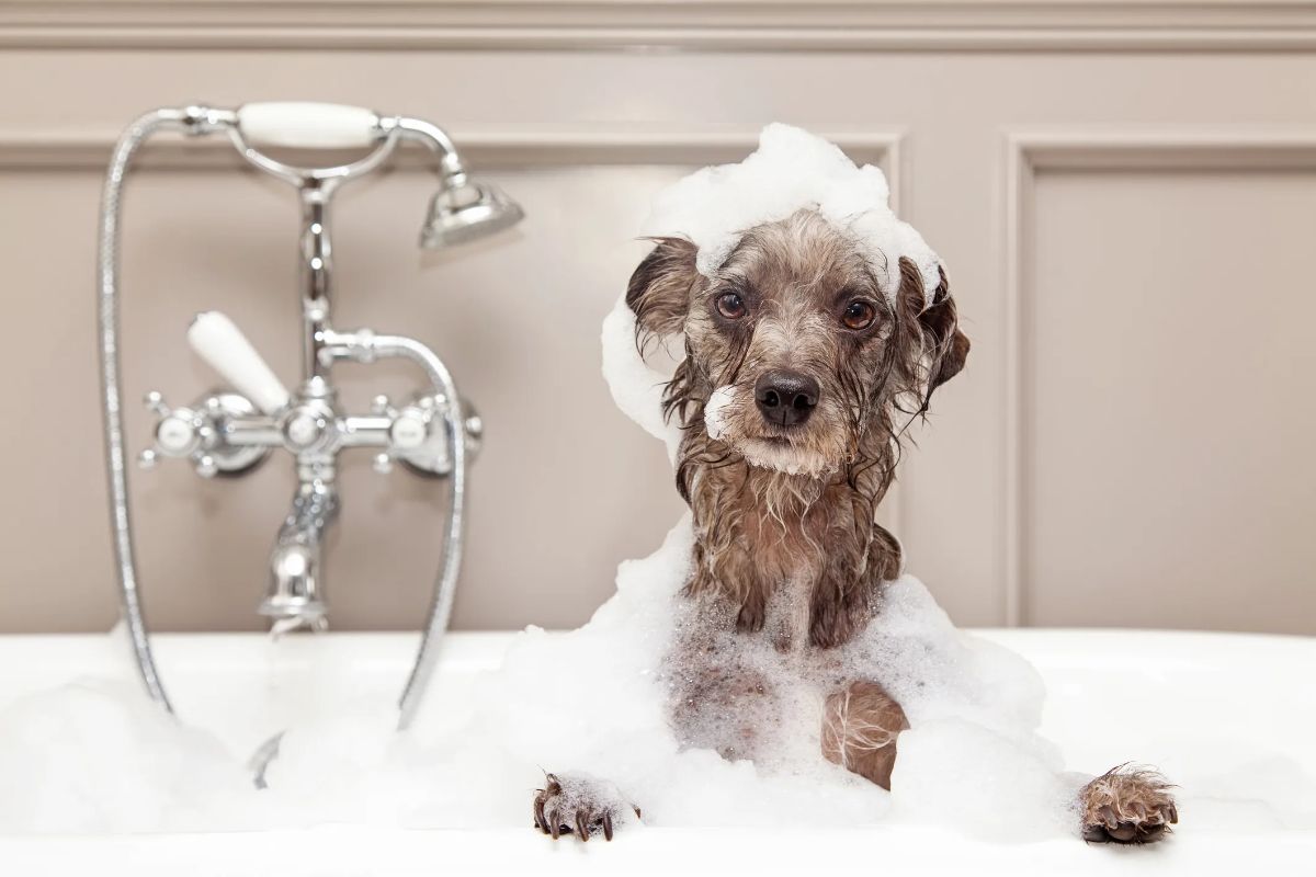 small brown dog covered in soap suds inside a bathtub
