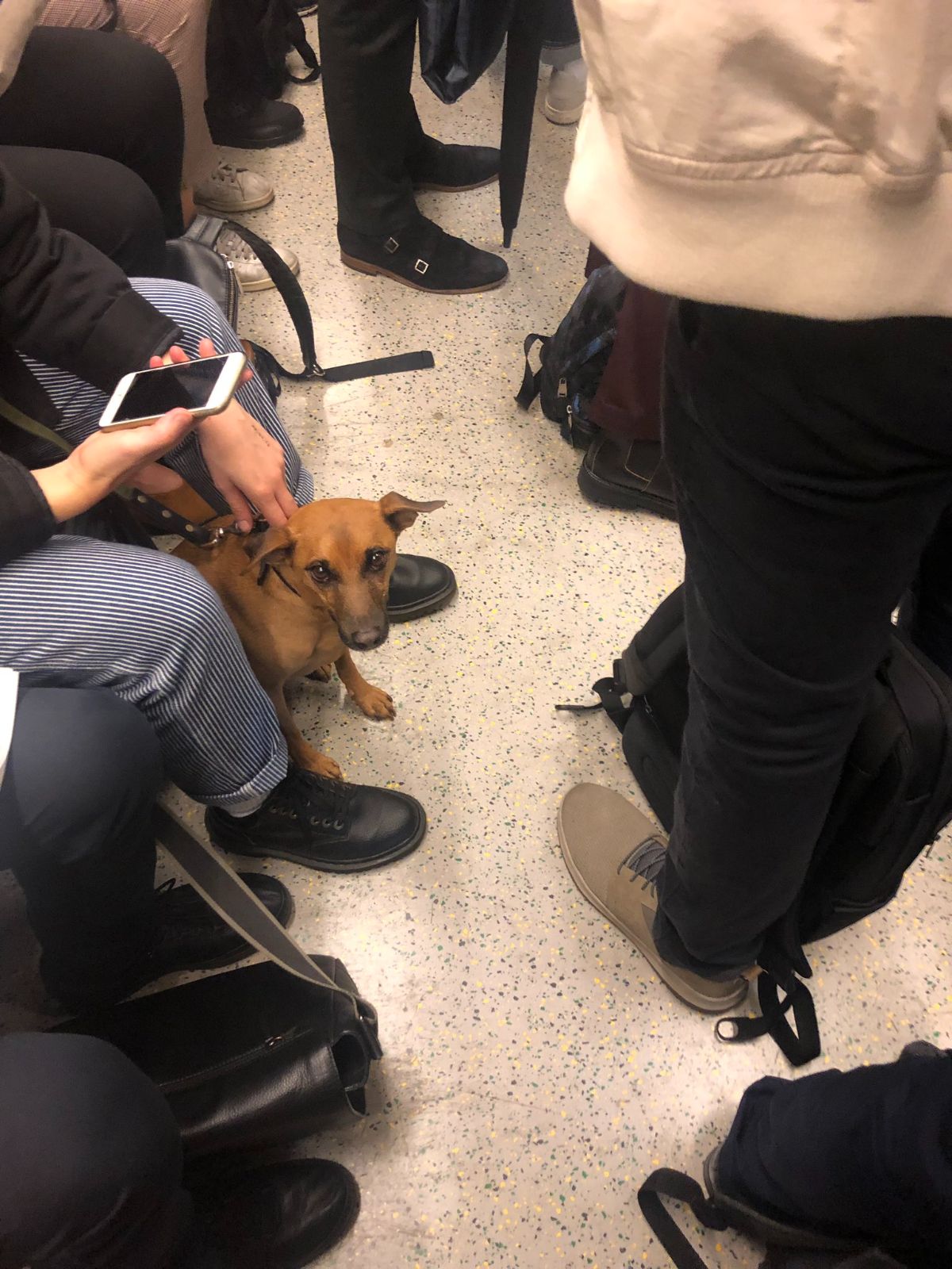 small brown dog held by someone and the dog is sitting on the train floor surrounded by people