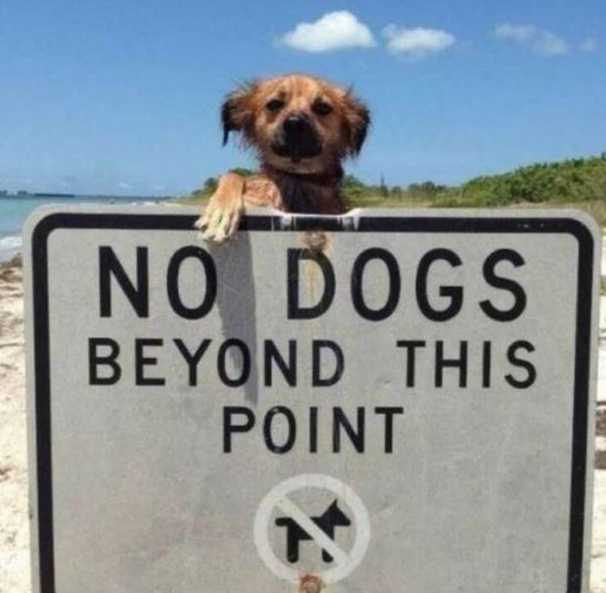 small brown dog looking over a NO DOGS BEYOND THIS POINT sign on a beach