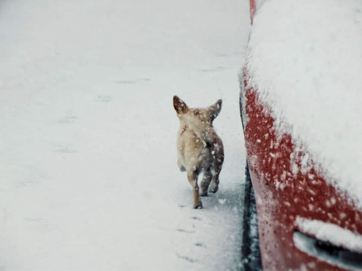 small brown dog running in the snow next to a red car