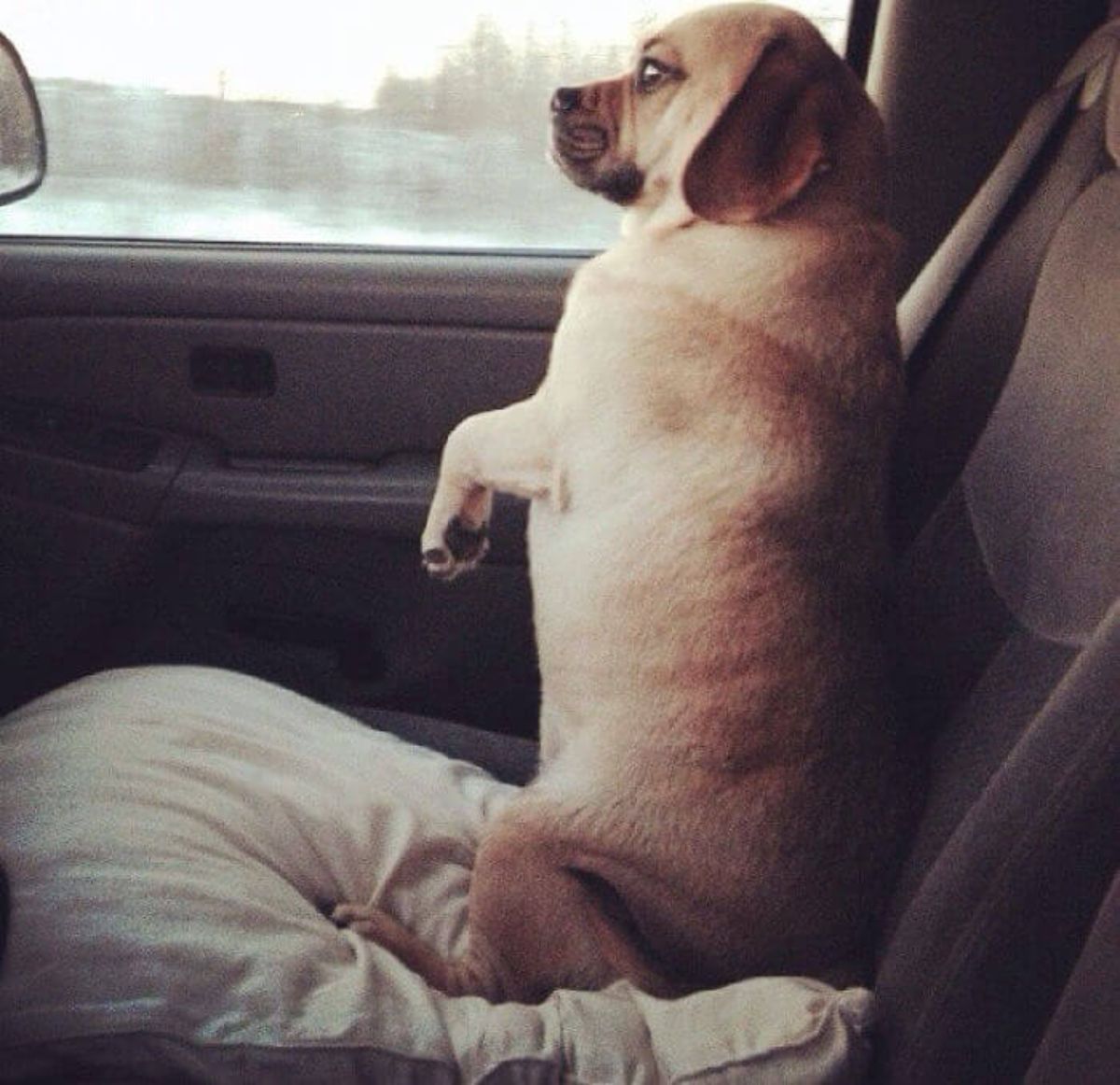 small brown dog sitting on its haunches on a white pillow on a front seat in a vehicle