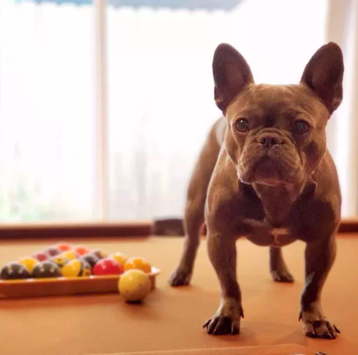 small brown dog standing on a yellow pool table
