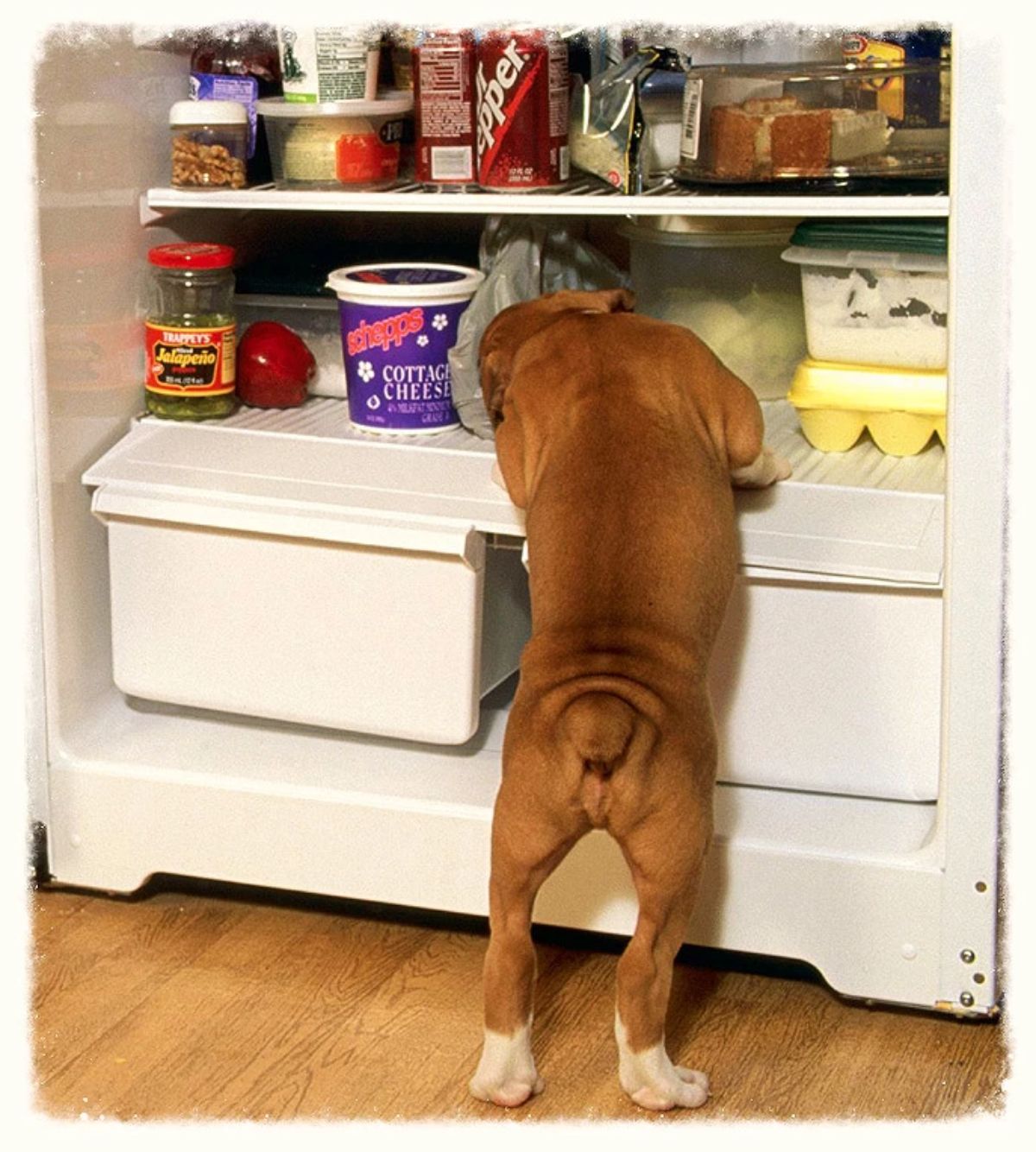 small brown dog standing on hind legs and looking into a fridge and its products