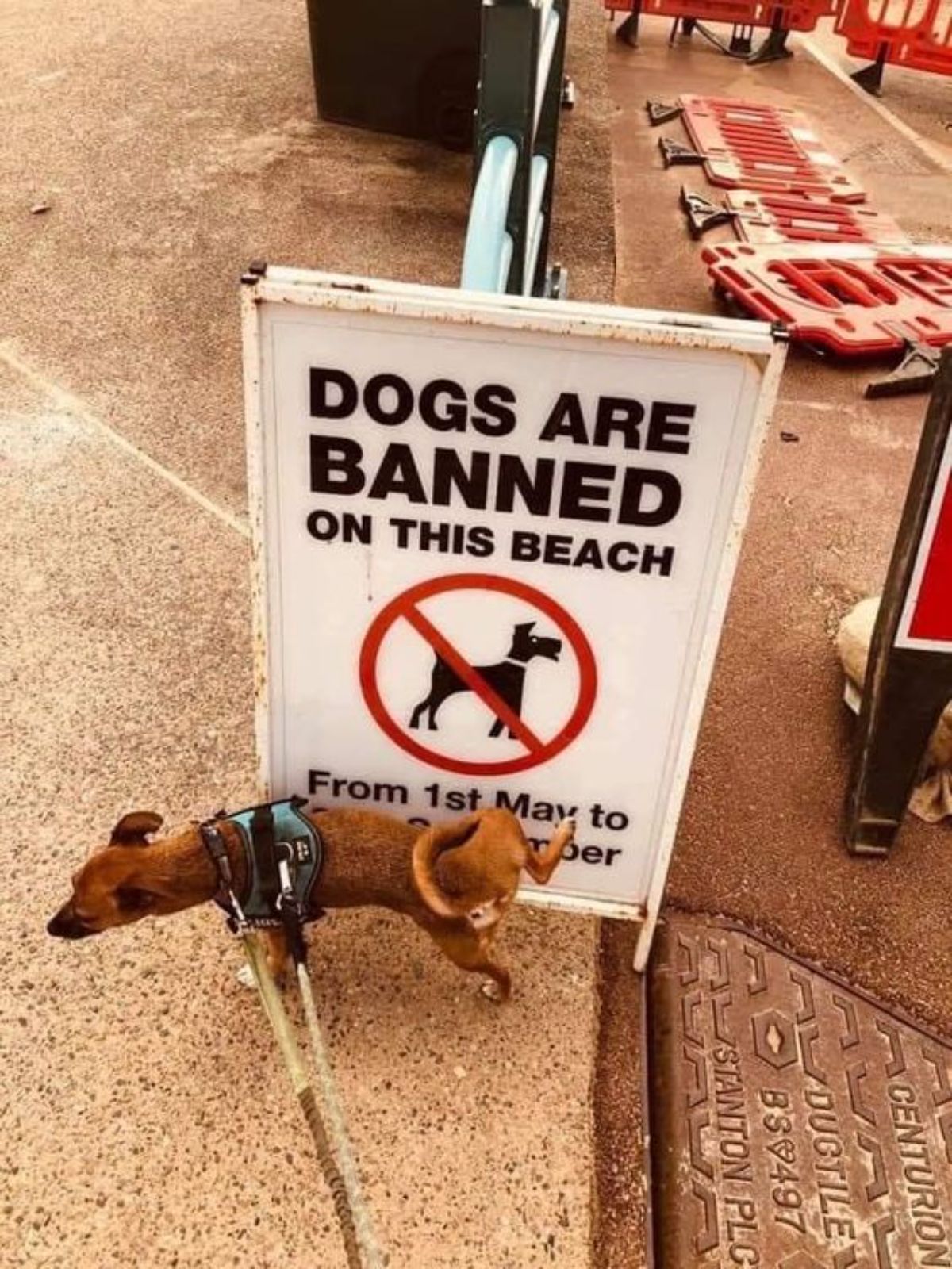 small brown dog urinating against a DOGS ARE BANNED ON THIS BEACH sign