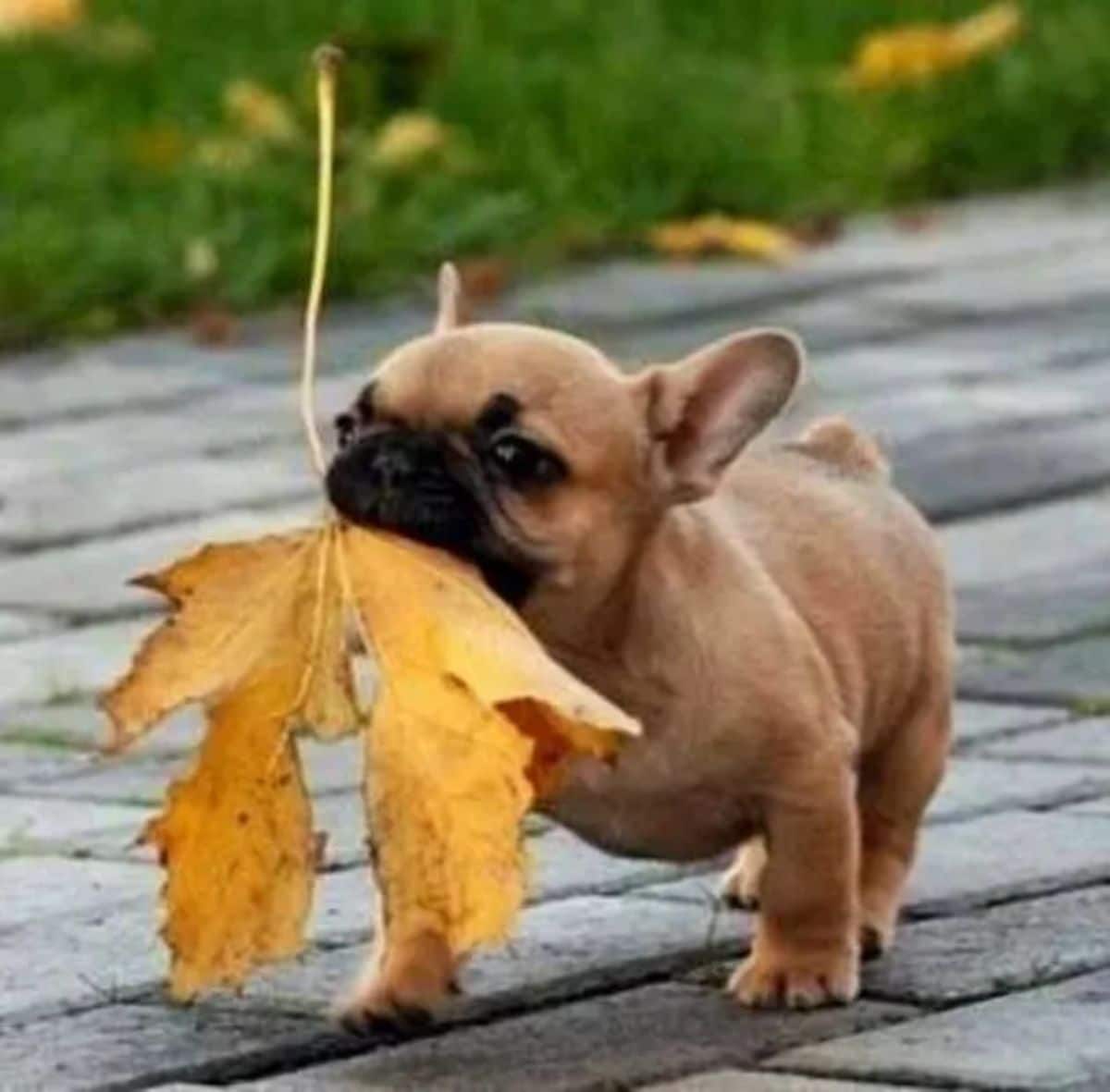 small brown dog walking with a large yellow leaf in its mouth