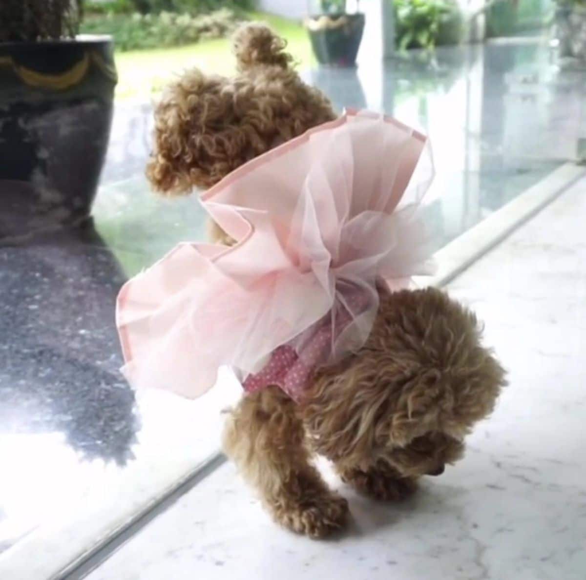 small brown poodle in a pink dress and tutu standing with the hind legs against a glass door